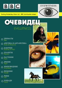 Очевидец