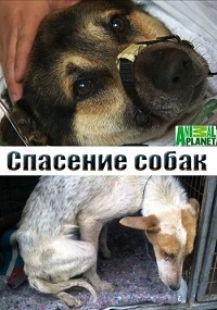 Спасение собак