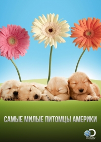 Самые милые питомцы Америки
