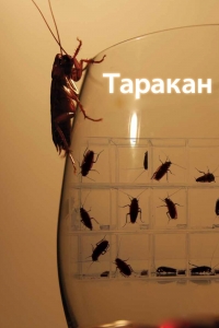 Таракан