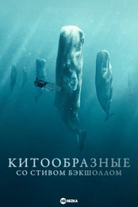 Китообразные со Стивом Бэкшоллом