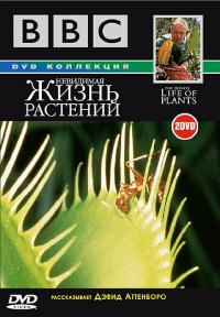 Невидимая жизнь растений